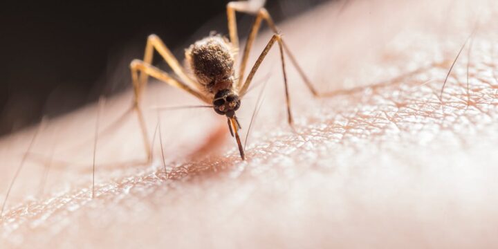 Mosquito-Proofing Your Kathmandu Home: Essential Tips for Residents
